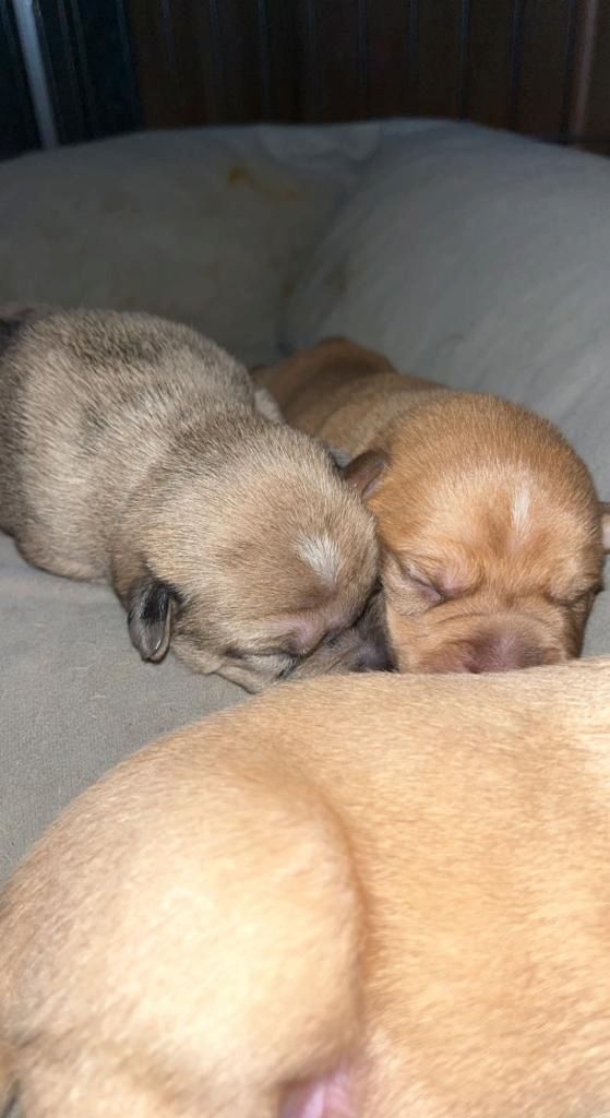 Welpen suchen ein neues zu Hause Welpen suchen ein neues zu Hause