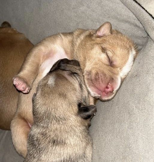 Welpen suchen ein neues zu Hause Welpen suchen ein neues zu Hause