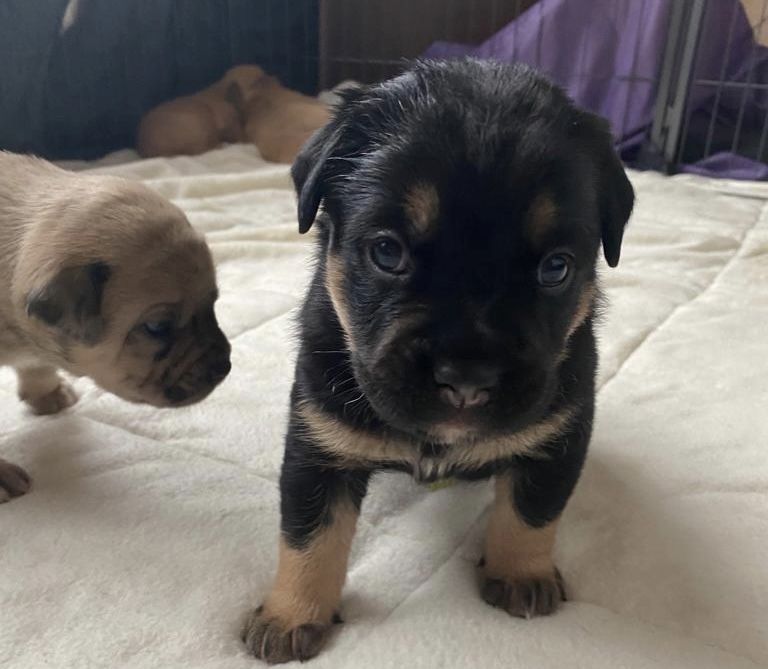 Welpen suchen ein neues zu Hause Welpen suchen ein neues zu Hause