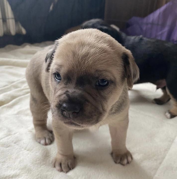 Welpen suchen ein neues zu Hause Welpen suchen ein neues zu Hause