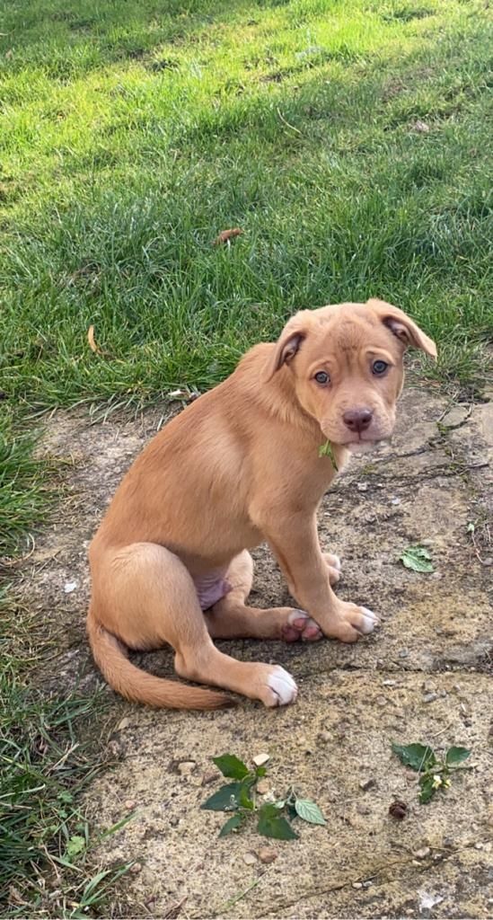 Welpen suchen ein neues zu Hause Welpen suchen ein neues zu Hause