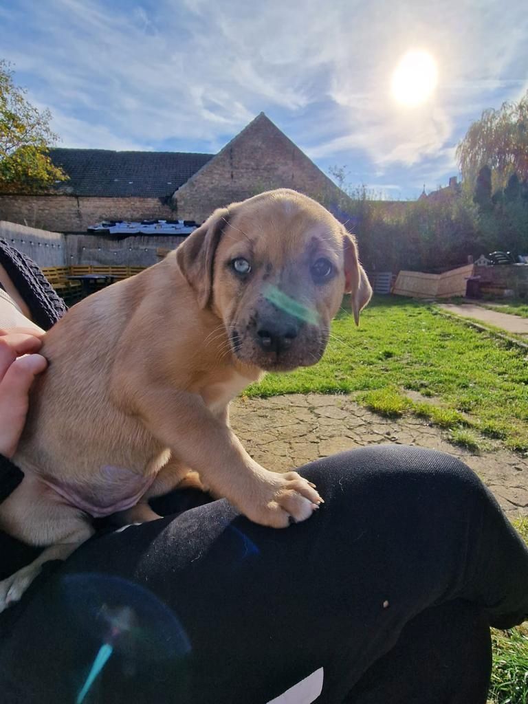 Welpen suchen ein neues zu Hause Welpen suchen ein neues zu Hause