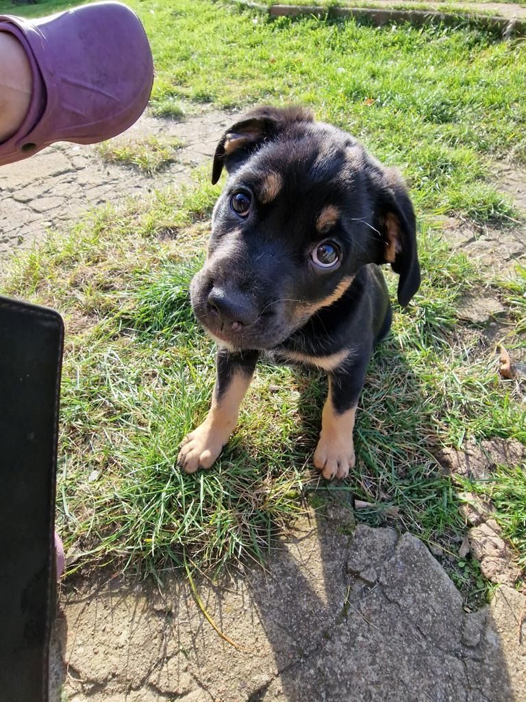 Welpen suchen ein neues zu Hause Welpen suchen ein neues zu Hause