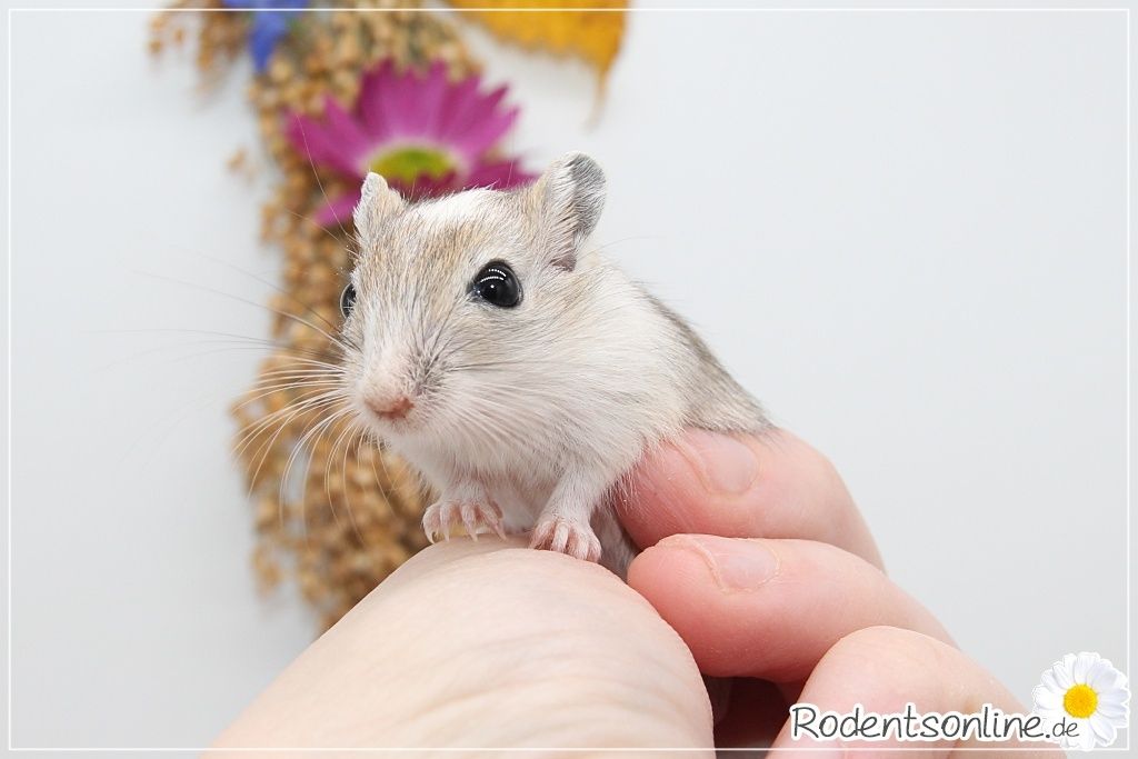 ☆ Zauberhafte, zahme Rennmäuse ☆