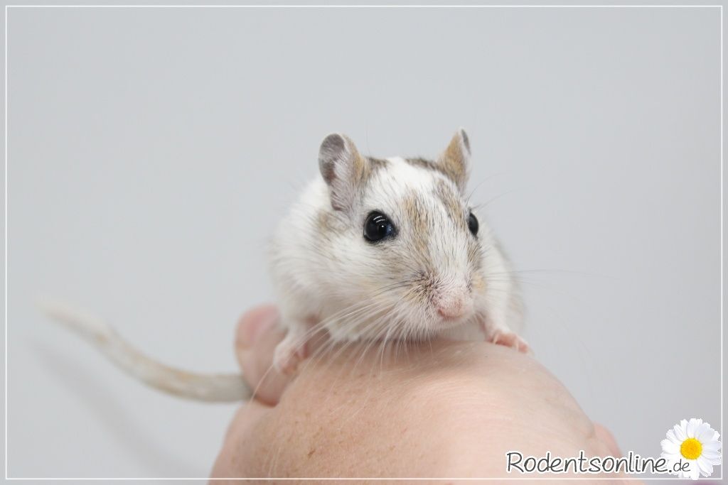 ☆ Zauberhafte, zahme Rennmäuse ☆