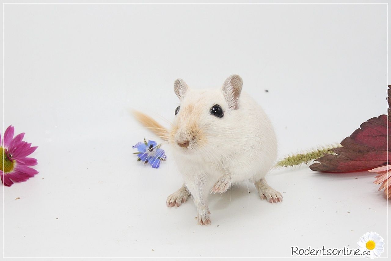 ☆ Zauberhafte, zahme Rennmäuse ☆