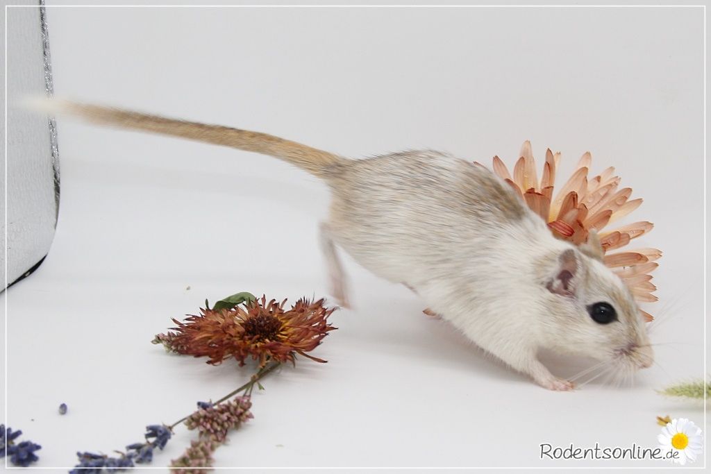 ☆ Zauberhafte, zahme Rennmäuse ☆