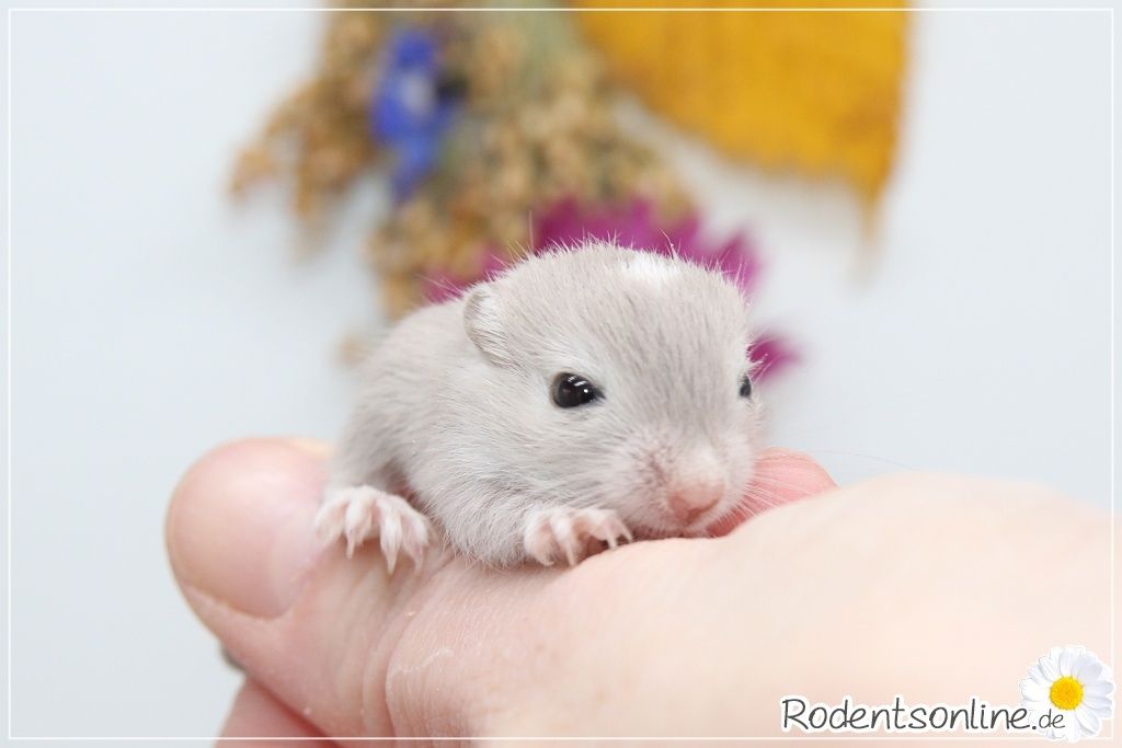 ☆ Zauberhafte, zahme Rennmäuse ☆