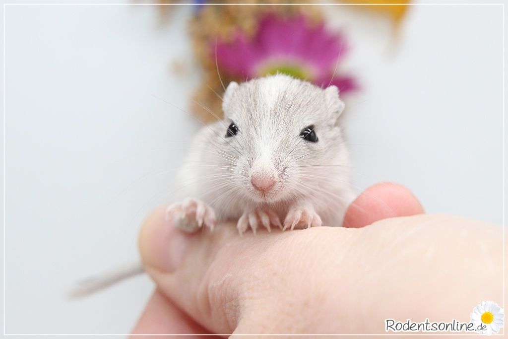 ☆ Zauberhafte, zahme Rennmäuse ☆