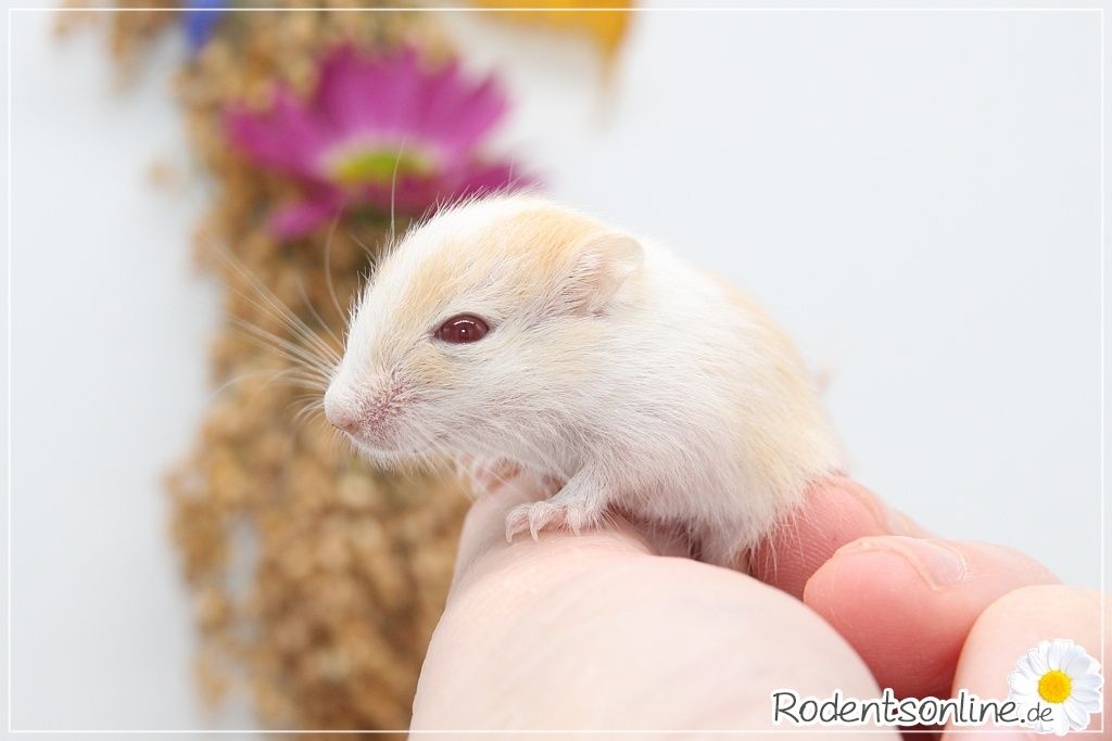 ☆ Zauberhafte, zahme Rennmäuse ☆