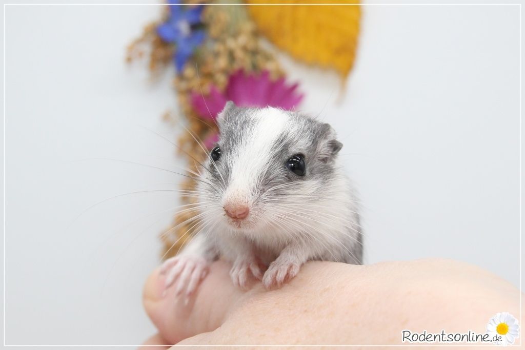 ☆ Zauberhafte, zahme Rennmäuse ☆