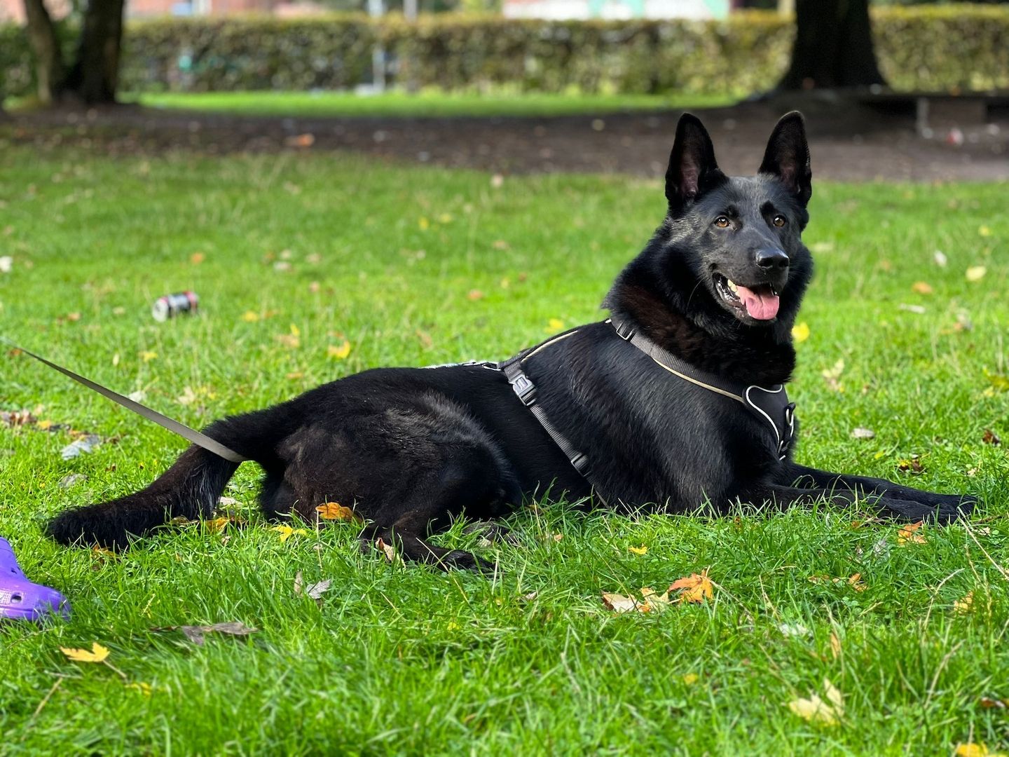 Flat-coated-Retriever mischlingswelpen, Welpen,  schwarzer Schäferhund