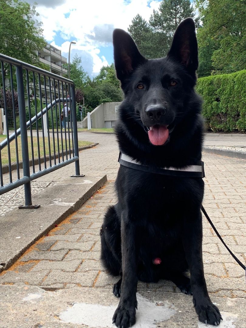 Flat-coated-Retriever mischlingswelpen, Welpen,  schwarzer Schäferhund