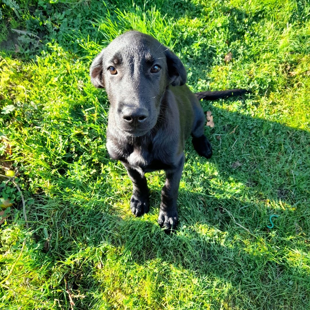 Flat-coated-Retriever mischlingswelpen, Welpen,  schwarzer Schäferhund