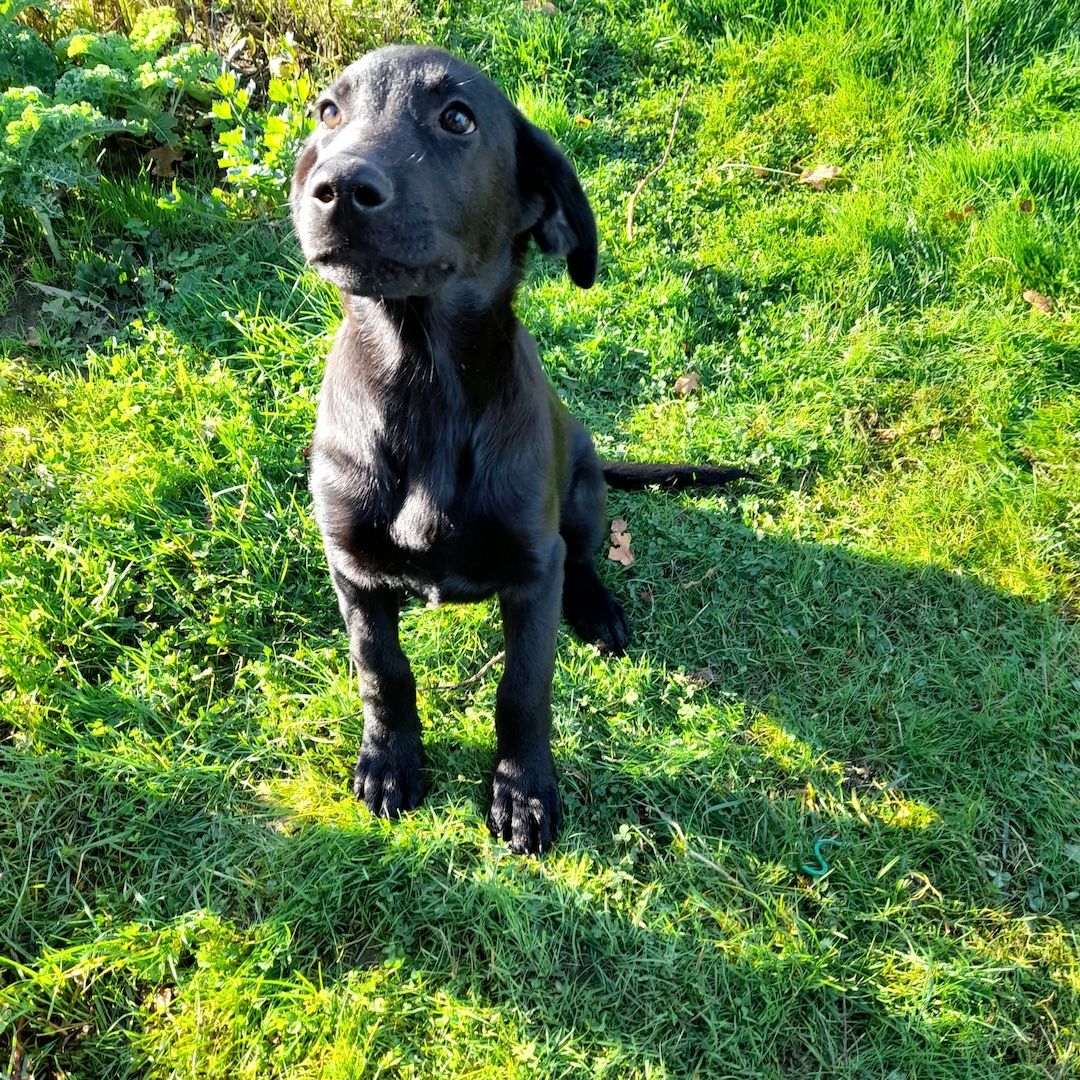 Flat-coated-Retriever mischlingswelpen, Welpen,  schwarzer Schäferhund