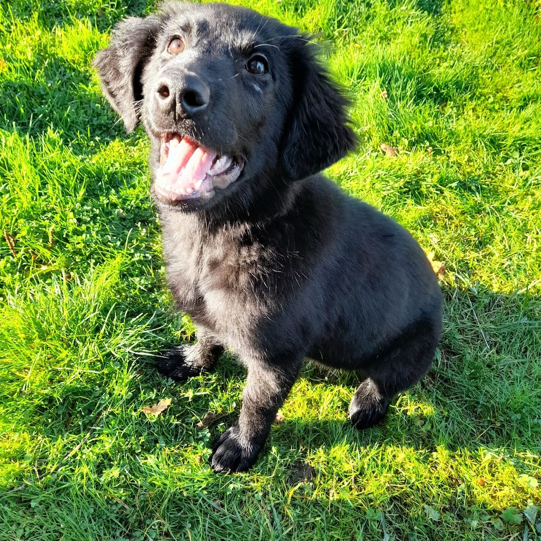 Flat-coated-Retriever mischlingswelpen, Welpen,  schwarzer Schäferhund