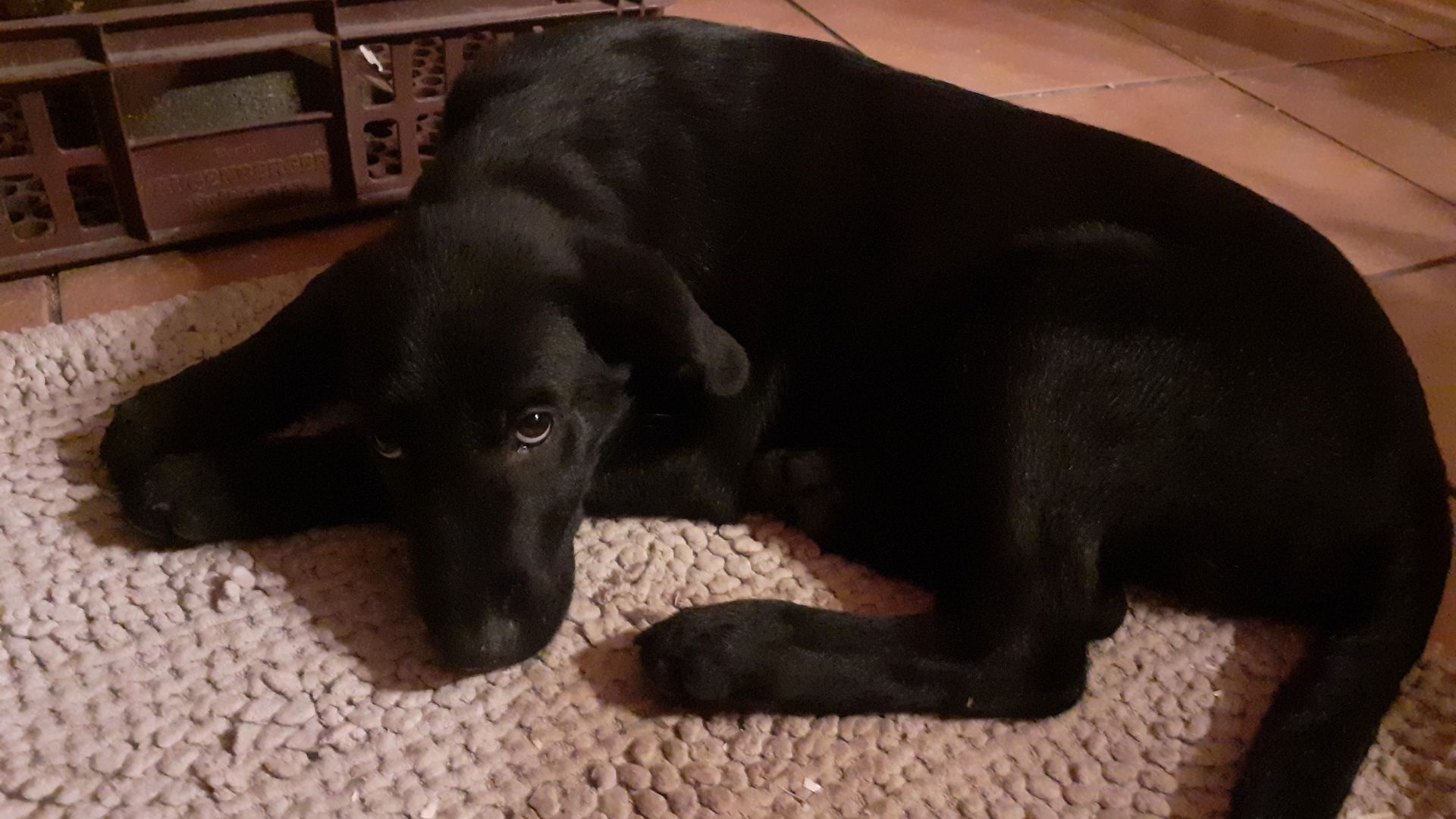 Flat-coated-Retriever mischlingswelpen, Welpen,  schwarzer Schäferhund