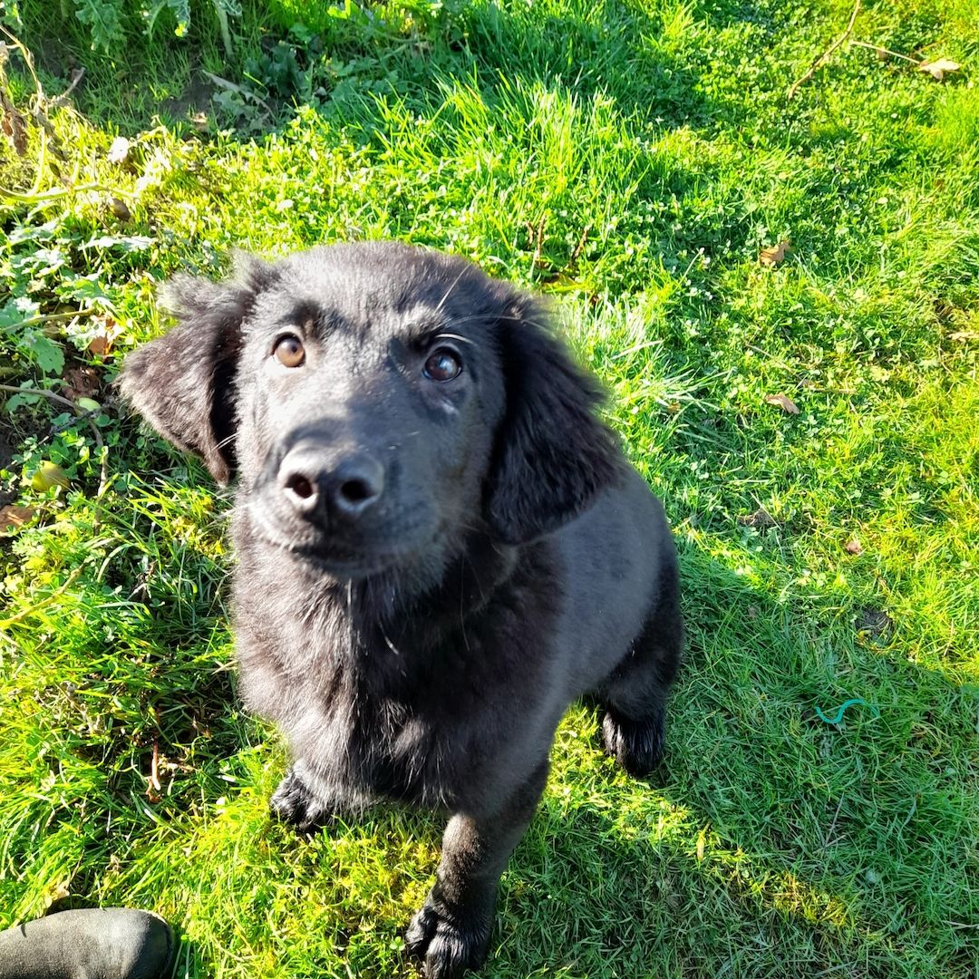 Flat-coated-Retriever mischlingswelpen, Welpen,  schwarzer Schäferhund
