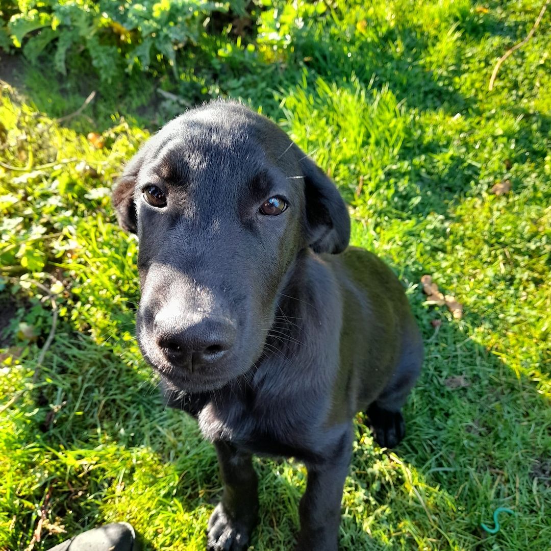 Flat-coated-Retriever mischlingswelpen, Welpen,  schwarzer Schäferhund
