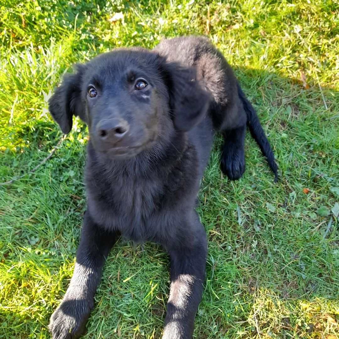 Flat-coated-Retriever mischlingswelpen, Welpen,  schwarzer Schäferhund