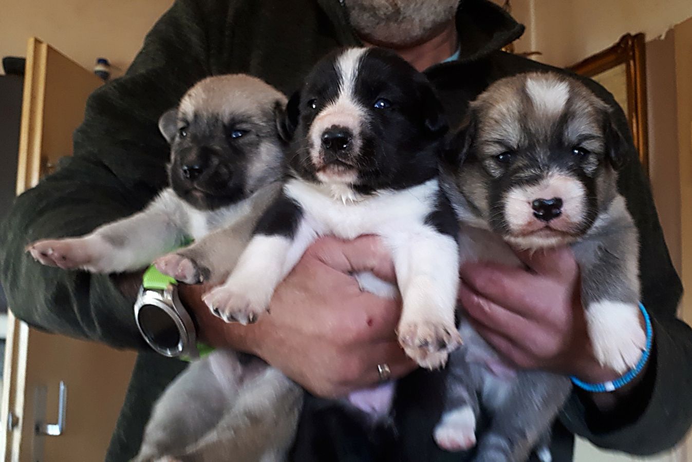 3 Zwergerl suchen ein Körbchen bei Dir! Ja, genau bei Dir !