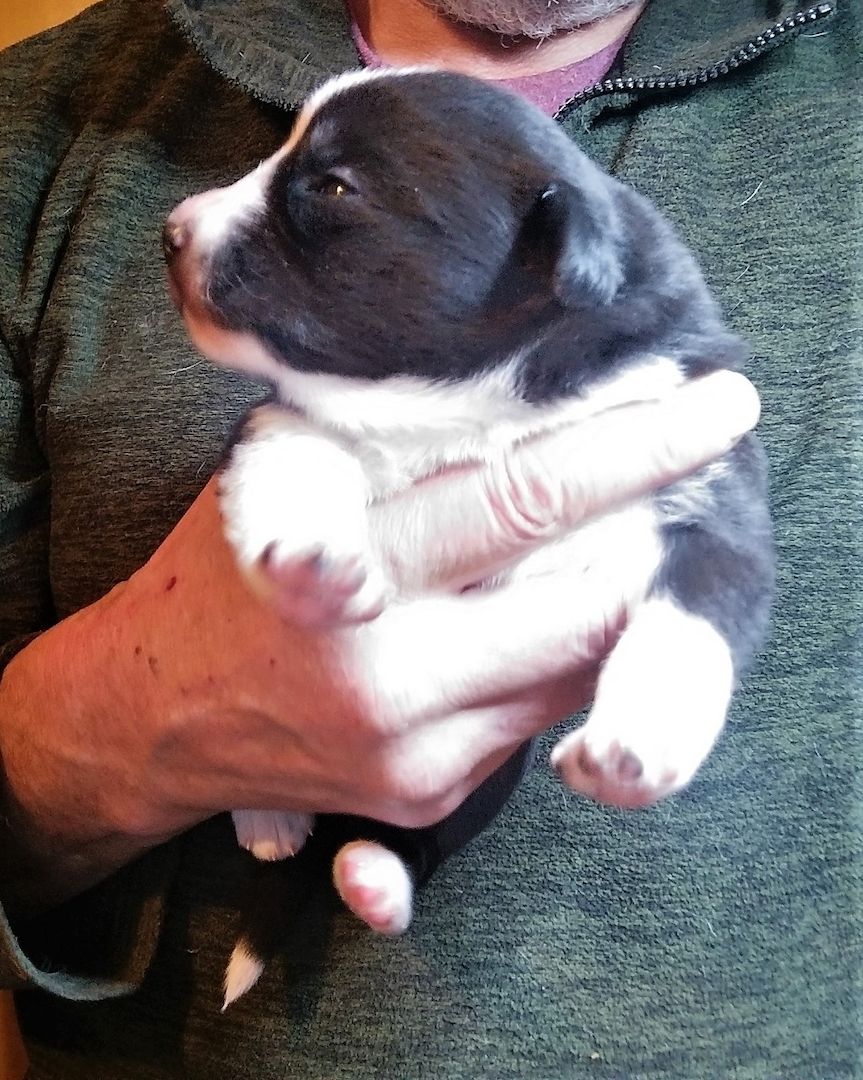 3 Zwergerl suchen ein Körbchen bei Dir! Ja, genau bei Dir !