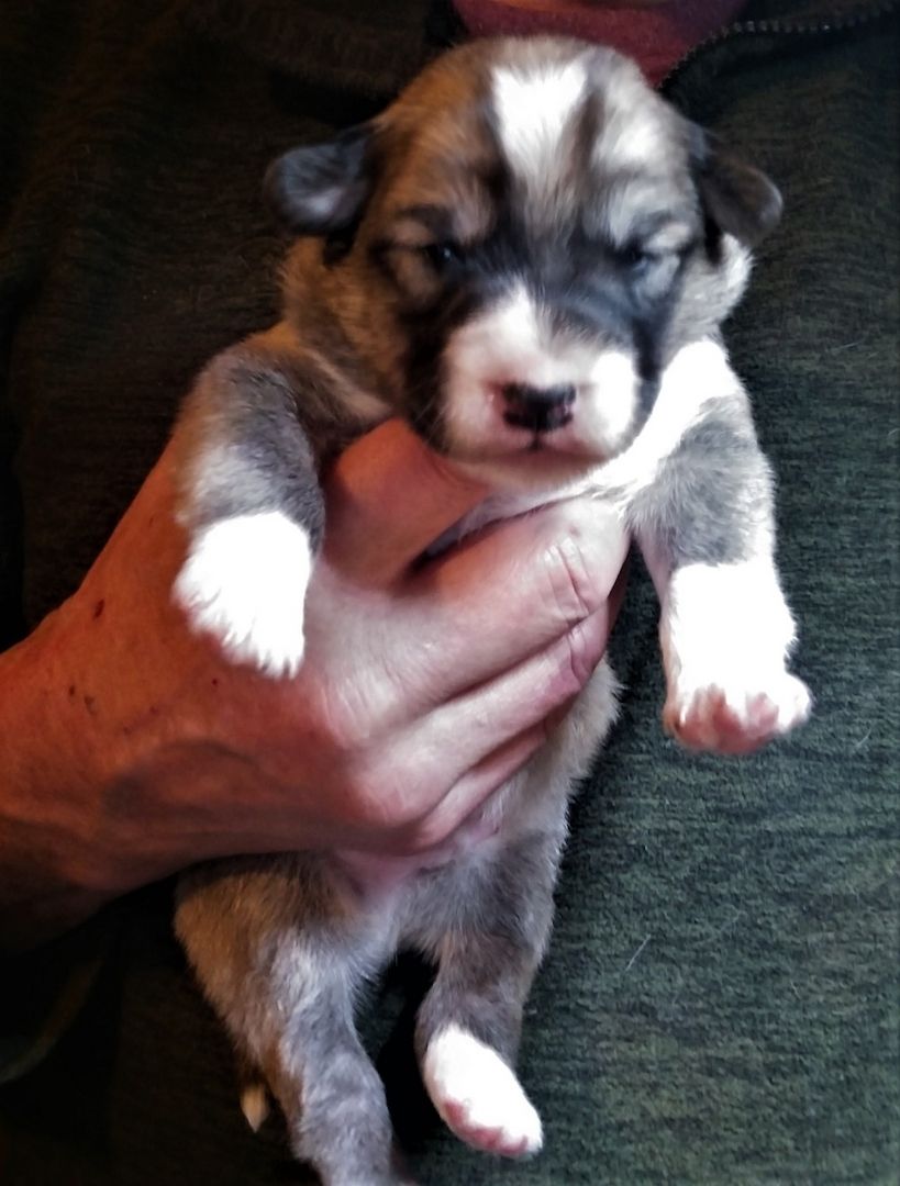 3 Zwergerl suchen ein Körbchen bei Dir! Ja, genau bei Dir !