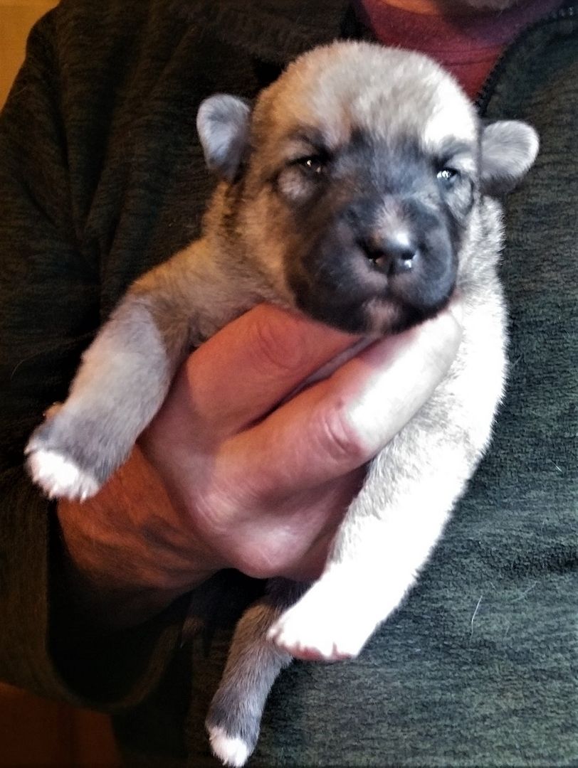 3 Zwergerl suchen ein Körbchen bei Dir! Ja, genau bei Dir !