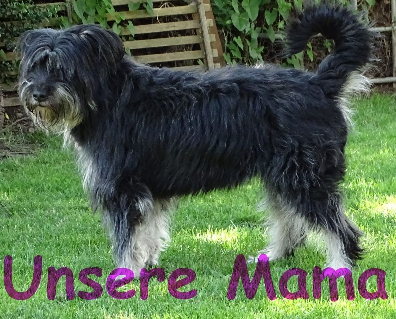 3 Zwergerl suchen ein Körbchen bei Dir! Ja, genau bei Dir !