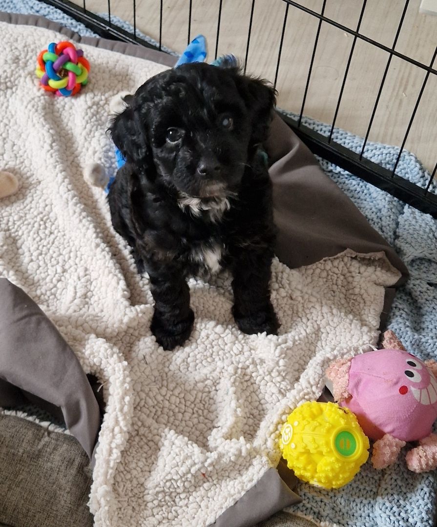 Miniature Aussiedoodle