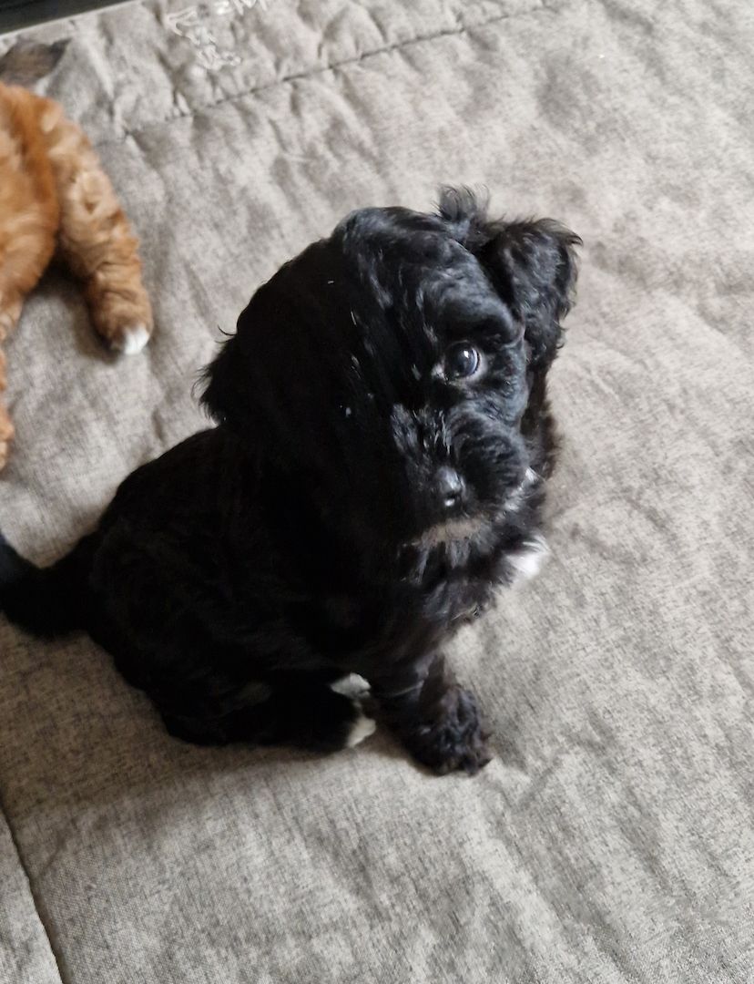 Miniature Aussiedoodle
