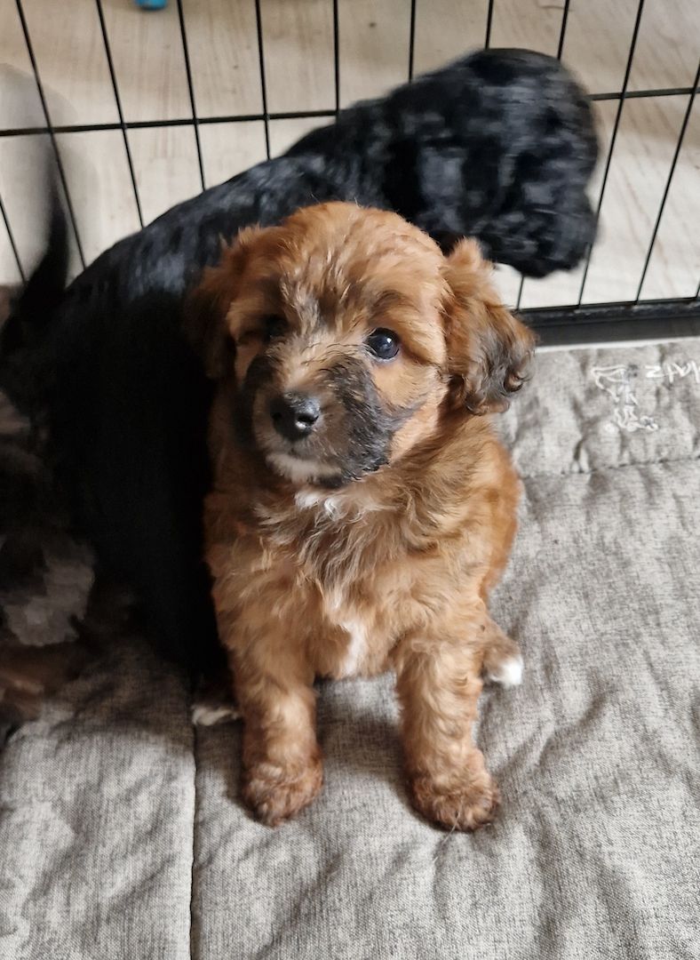 Miniature Aussiedoodle