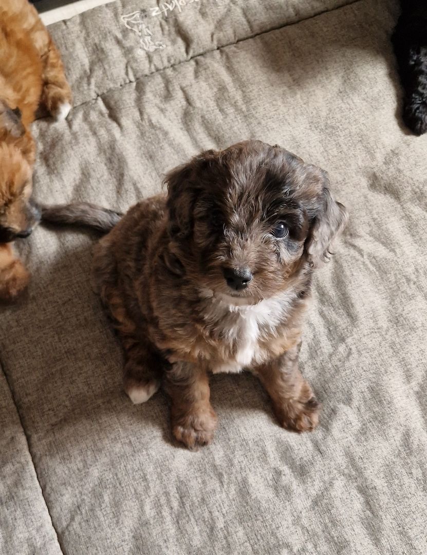 Miniature Aussiedoodle