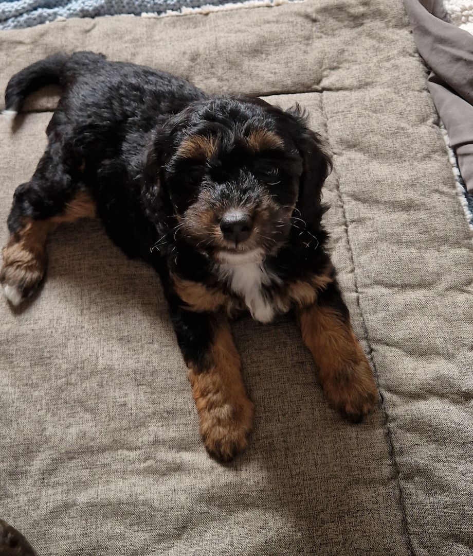 Miniature Aussiedoodle
