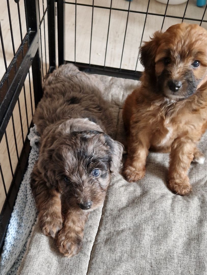 Miniature Aussiedoodle