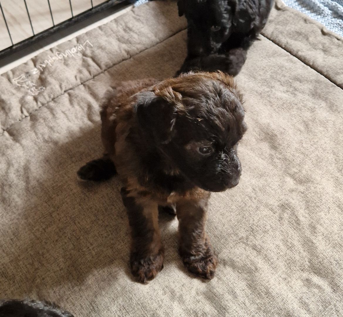 Miniature Aussiedoodle