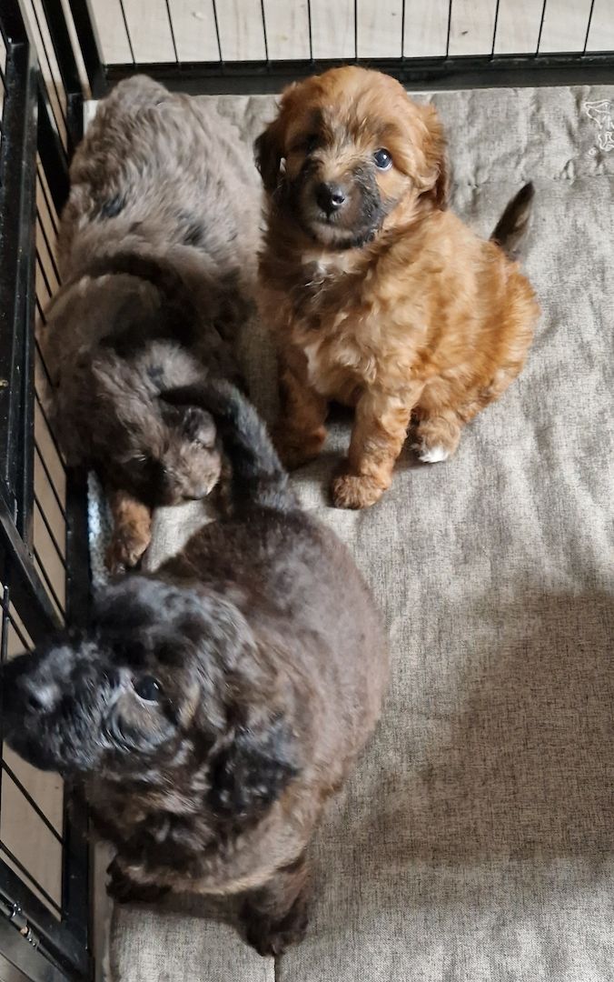 Miniature Aussiedoodle