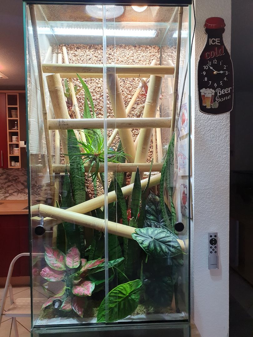 Phelsuma Klemmeri Taggeck mit Terrarium und Technik Phelsuma Klemmeri Taggeck mit Terrarium und Technik