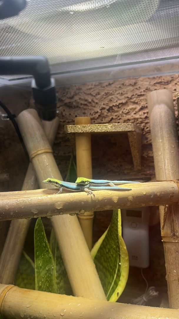 Phelsuma Klemmeri Taggeck mit Terrarium und Technik Phelsuma Klemmeri Taggeck mit Terrarium und Technik