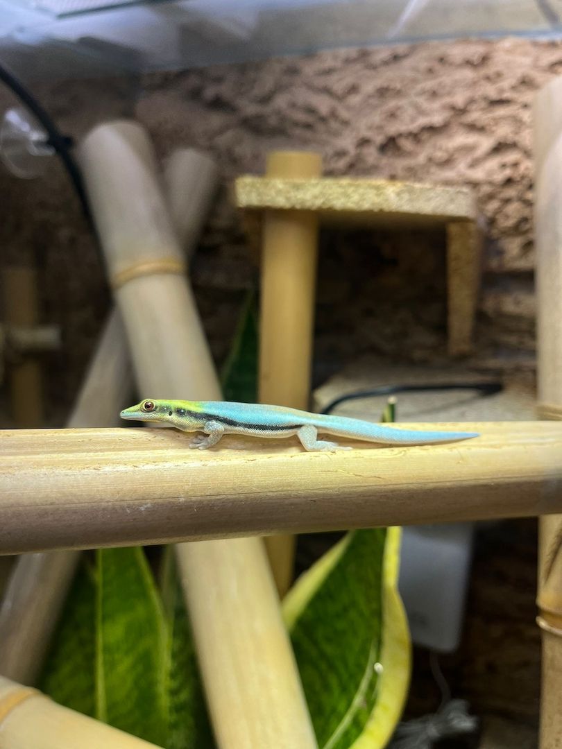 Phelsuma Klemmeri Taggeck mit Terrarium und Technik Phelsuma Klemmeri Taggeck mit Terrarium und Technik