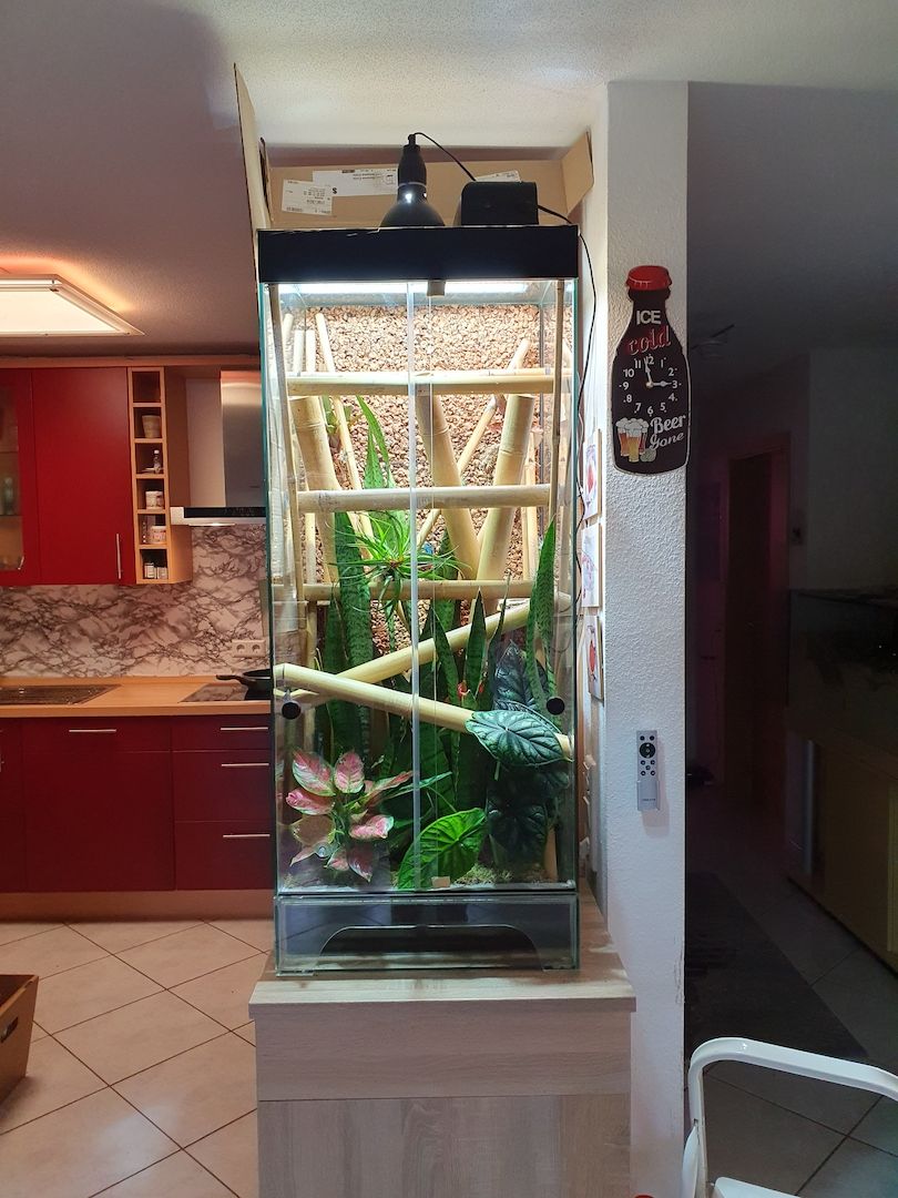 Phelsuma Klemmeri Taggeck mit Terrarium und Technik Phelsuma Klemmeri Taggeck mit Terrarium und Technik