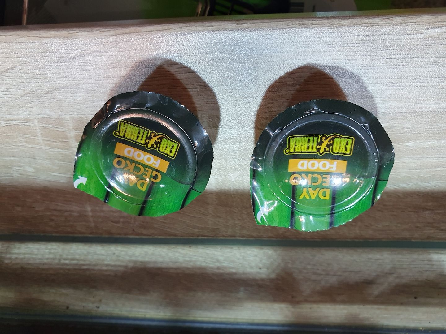 Phelsuma Klemmeri Taggeck mit Terrarium und Technik Phelsuma Klemmeri Taggeck mit Terrarium und Technik