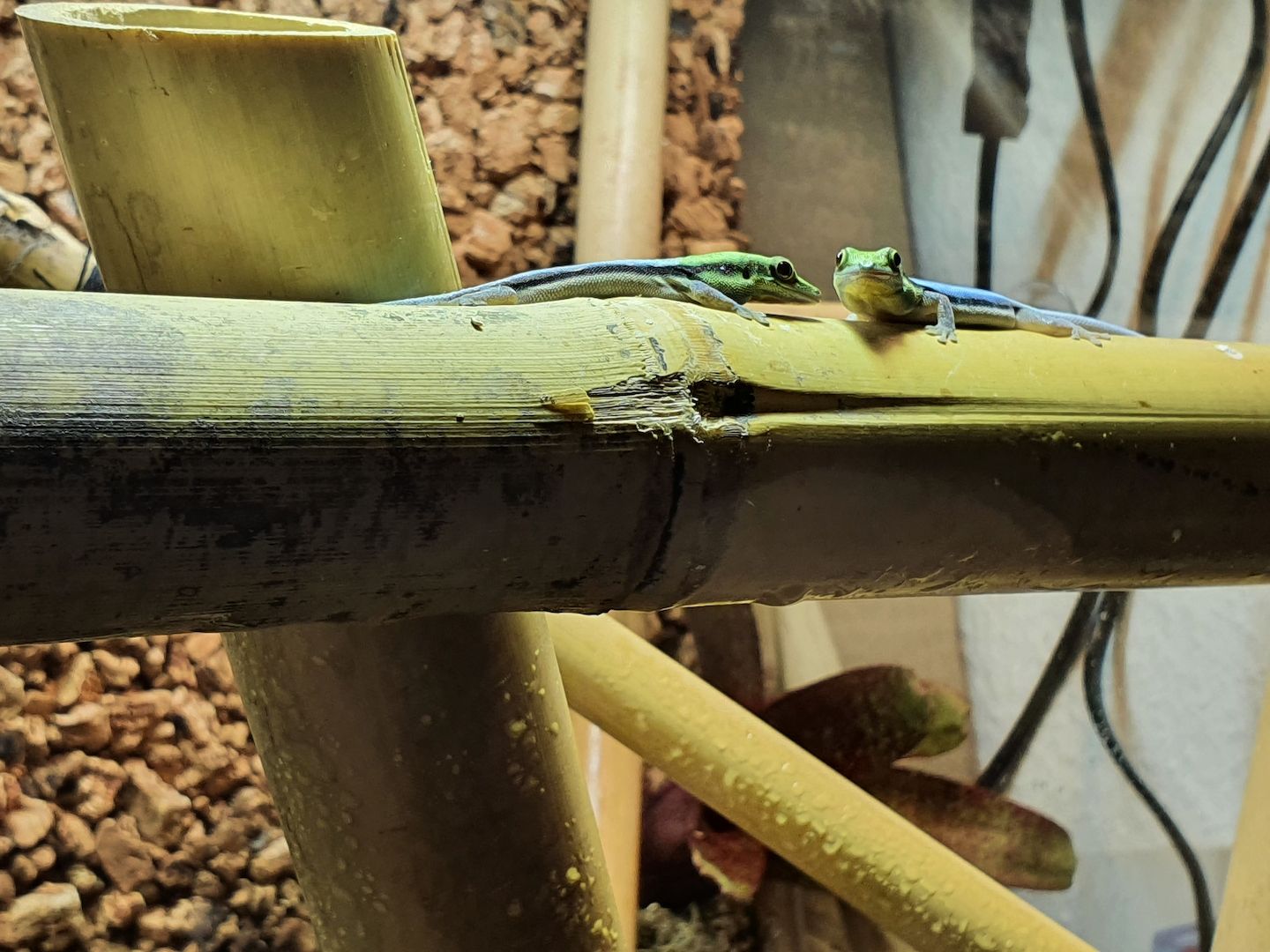 Phelsuma Klemmeri Taggeck mit Terrarium und Technik Phelsuma Klemmeri Taggeck mit Terrarium und Technik