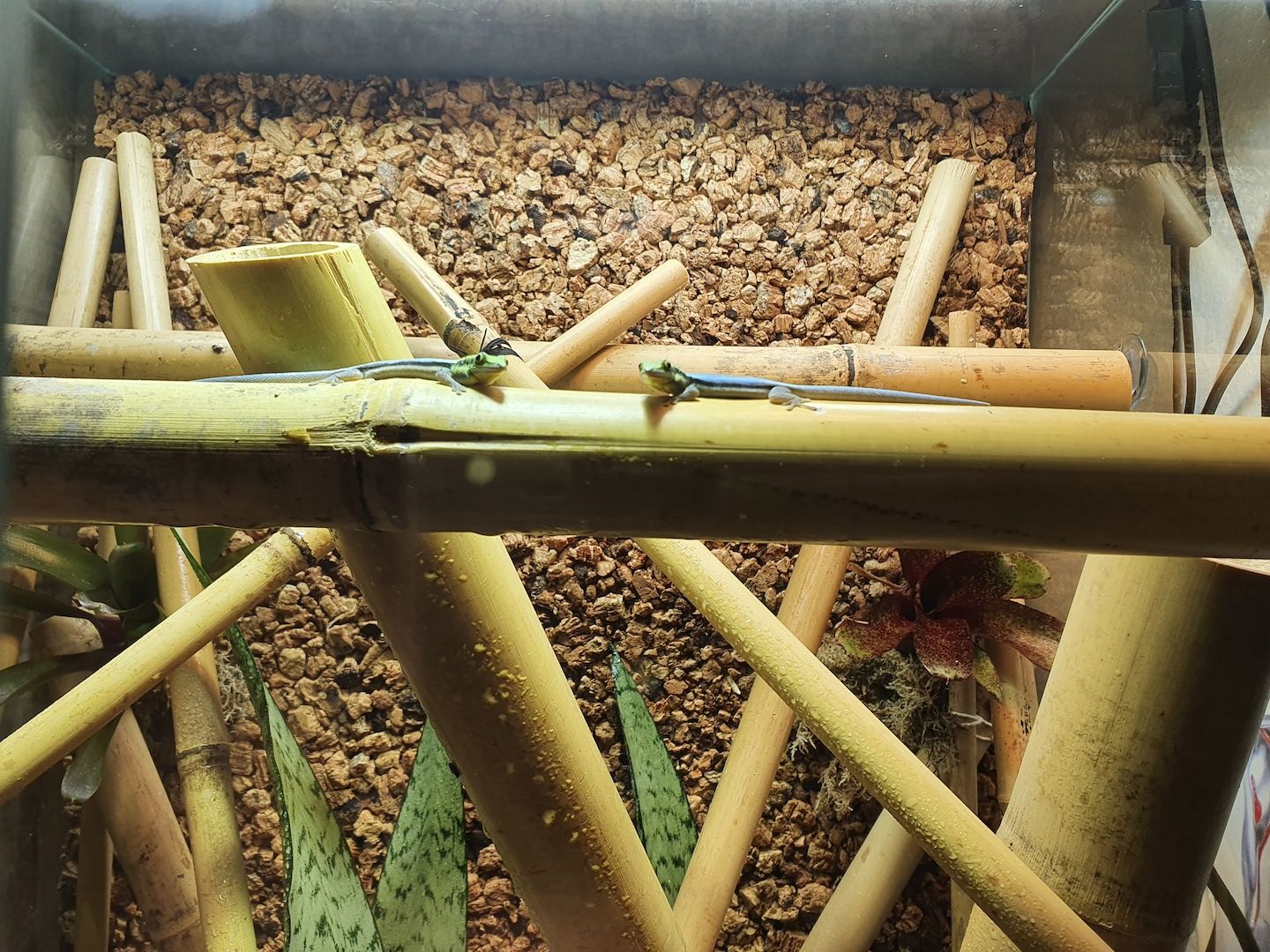 Phelsuma Klemmeri Taggeck mit Terrarium und Technik Phelsuma Klemmeri Taggeck mit Terrarium und Technik
