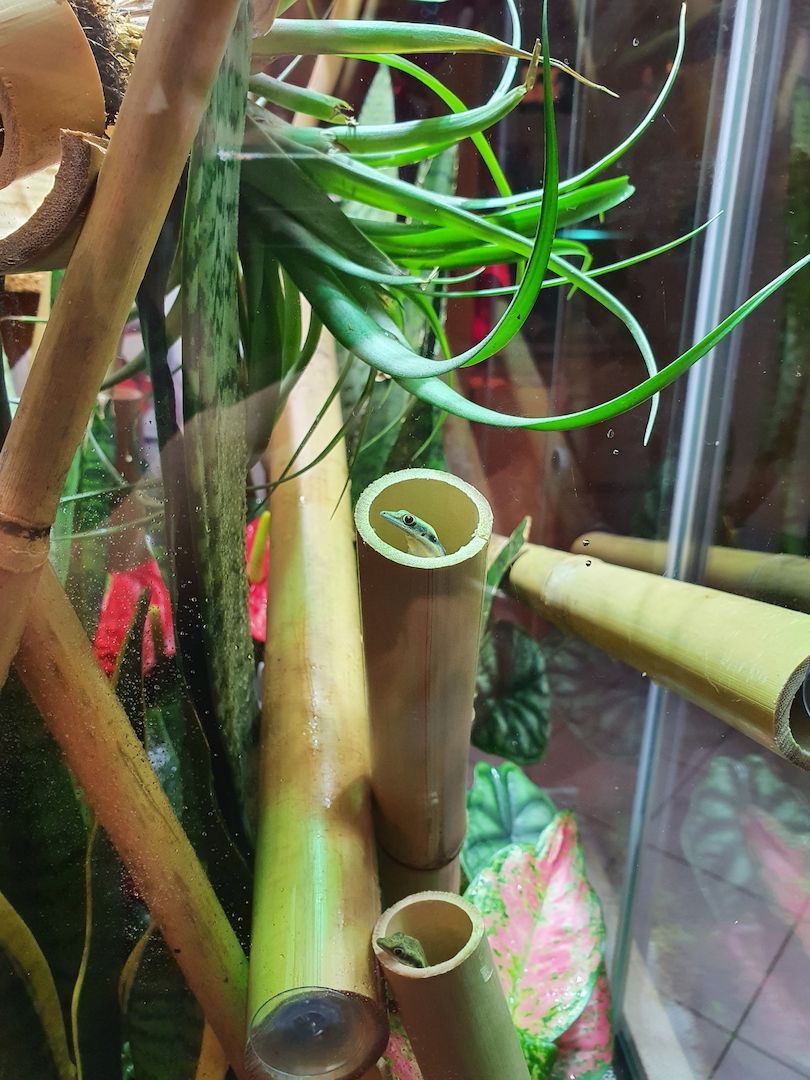 Phelsuma Klemmeri Taggeck mit Terrarium und Technik Phelsuma Klemmeri Taggeck mit Terrarium und Technik