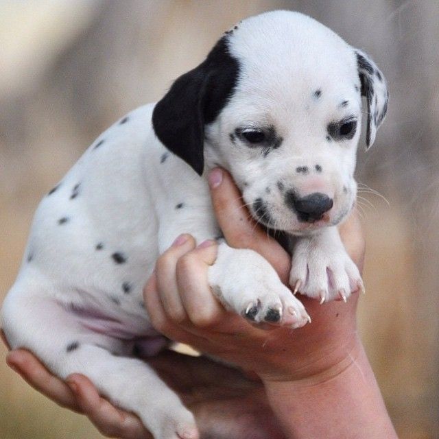 Dalmatiner Welpen