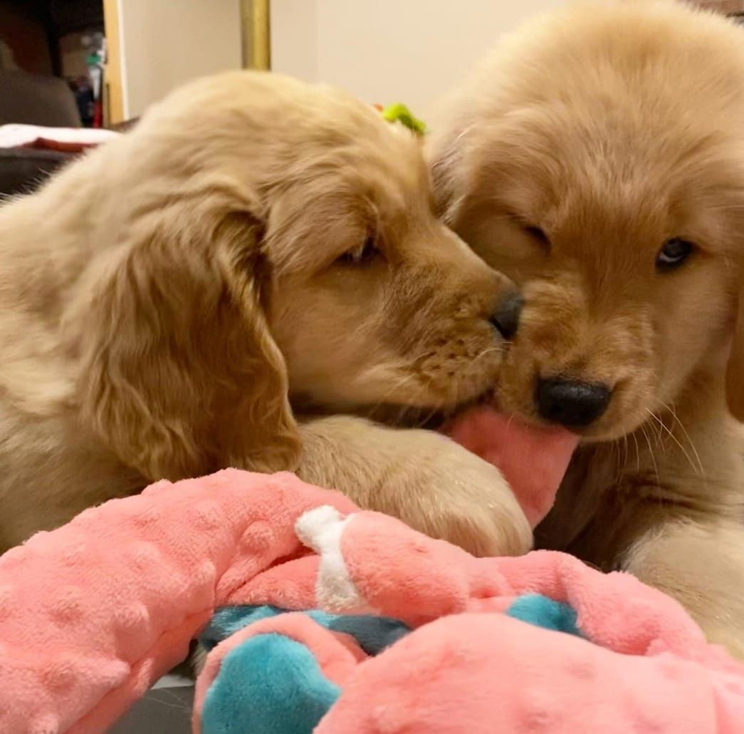 Golden Retriever-Welpen Golden Retriever-Welpen