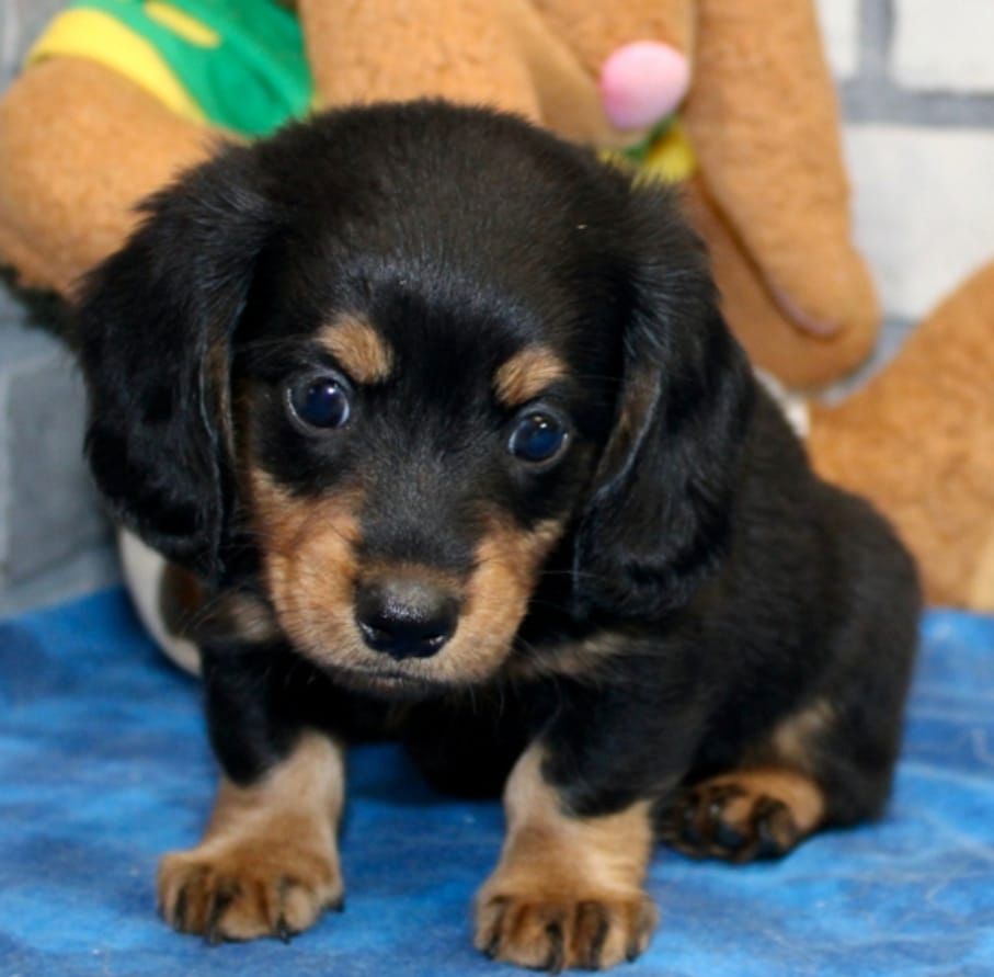 Erstaunlich ausgebildete Rottweiler-Welpen
