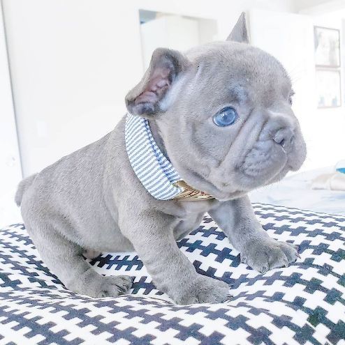 Entzückende Welpen der französischen Bulldogge