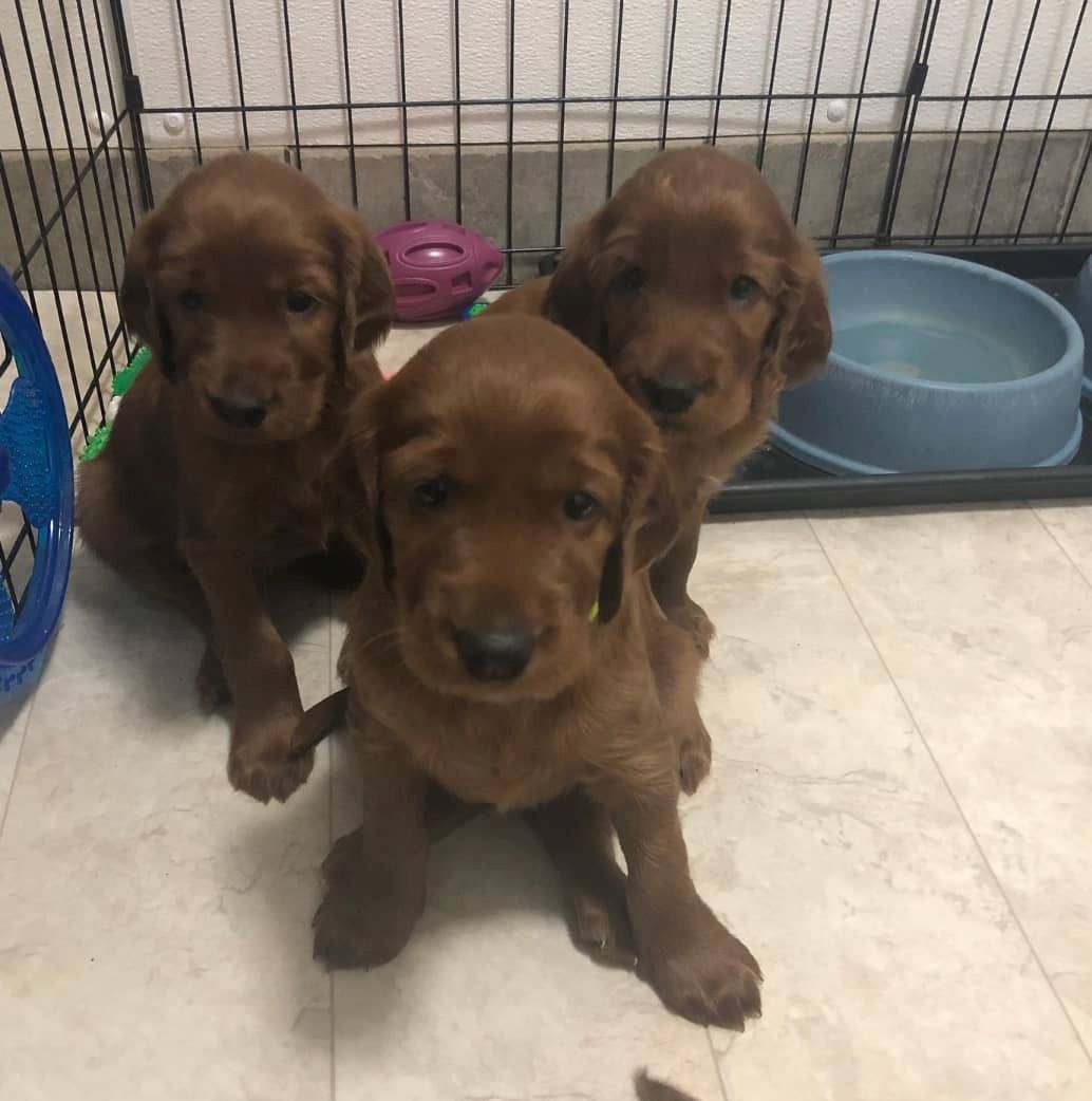 Irish Setter Welpen Irish Setter Welpen